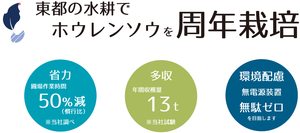 東都の水耕でホウレンソウを周年栽培